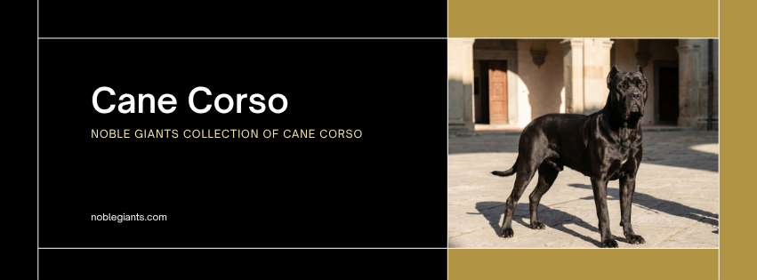 Cane Corso