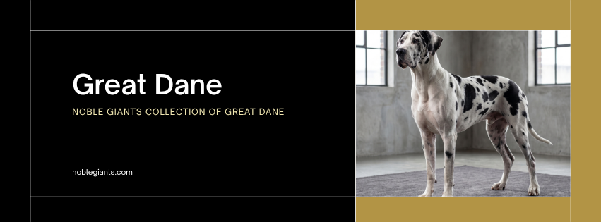 Great Dane