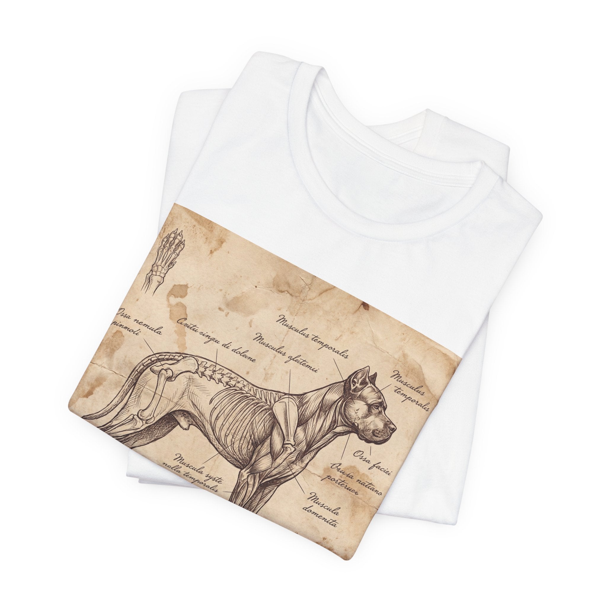 Da Vinci Style Cane Corso T-Shirt — Anatomical Parchment Art Print