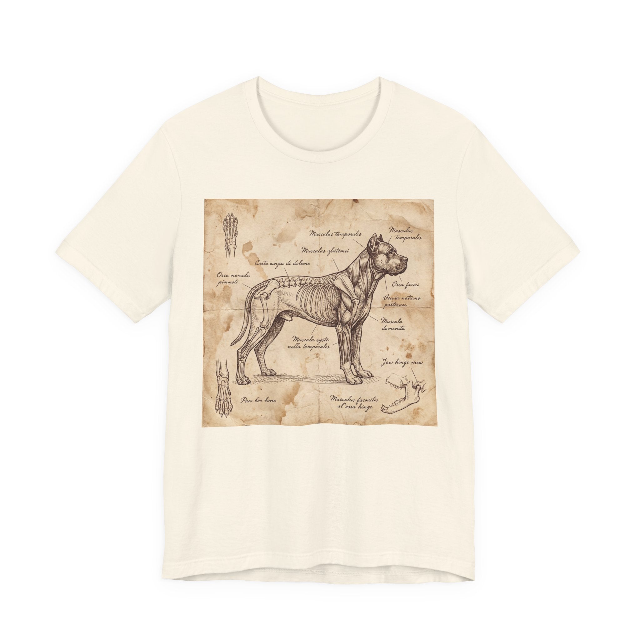 Da Vinci Style Cane Corso T-Shirt — Anatomical Parchment Art Print