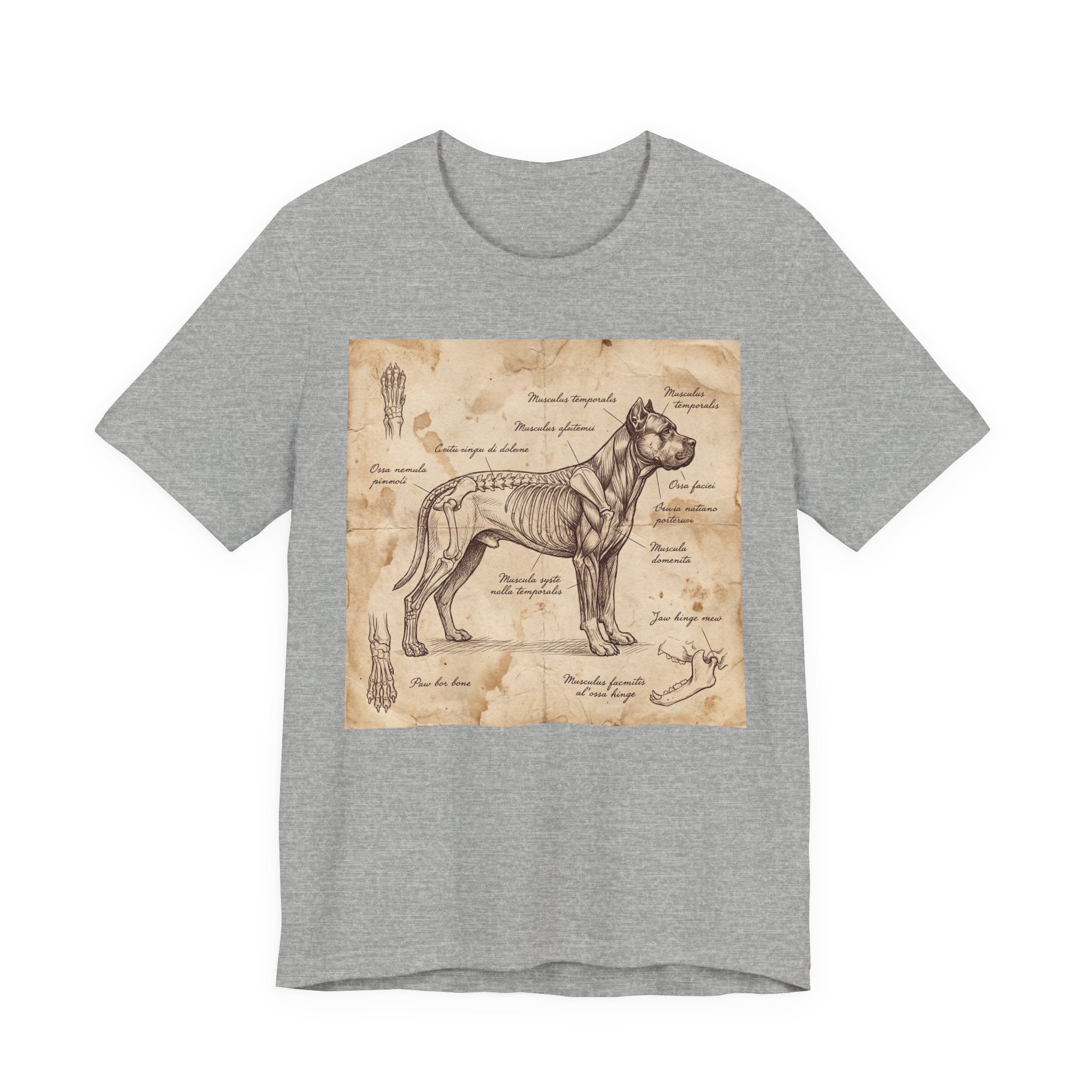 Da Vinci Style Cane Corso T-Shirt — Anatomical Parchment Art Print