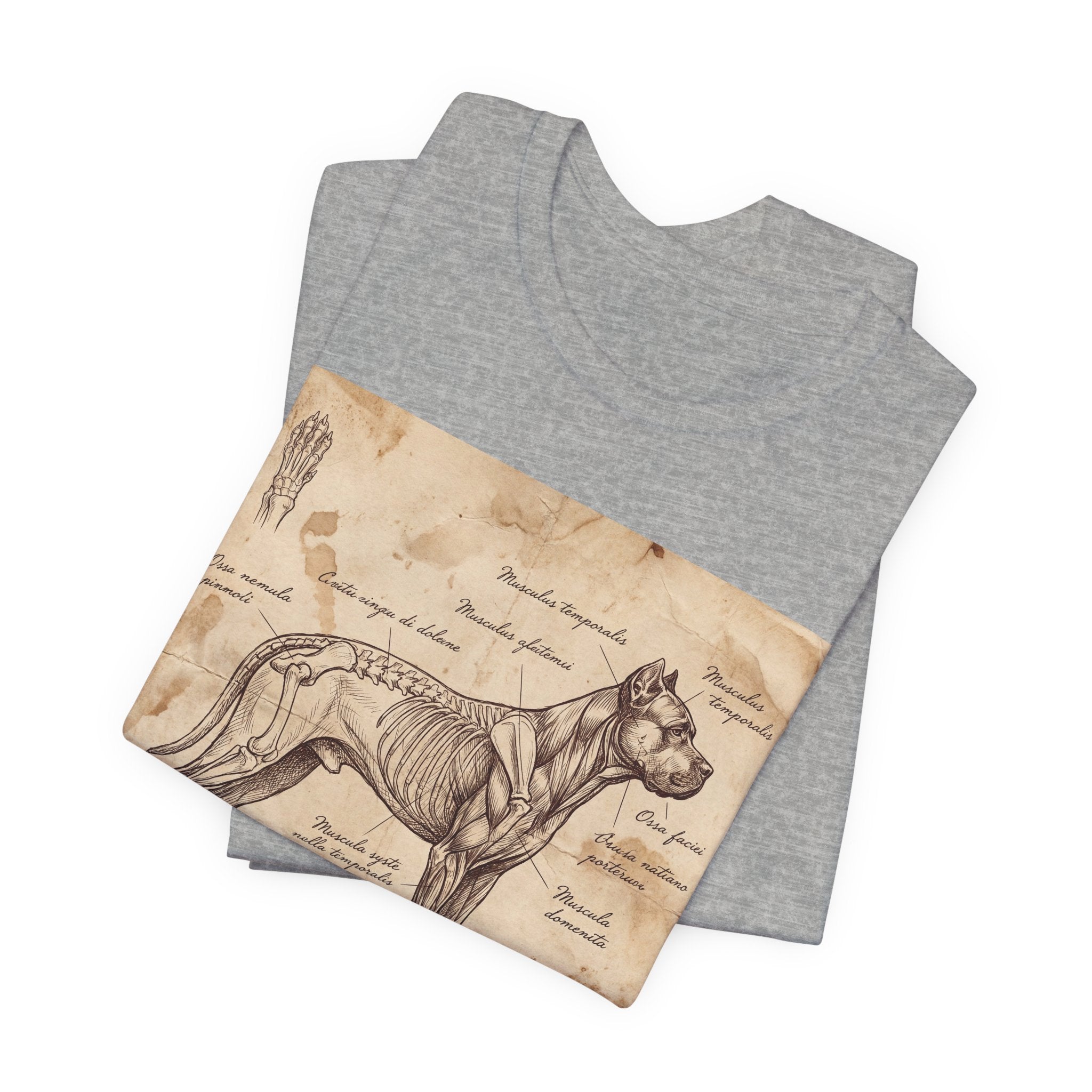 Da Vinci Style Cane Corso T-Shirt — Anatomical Parchment Art Print