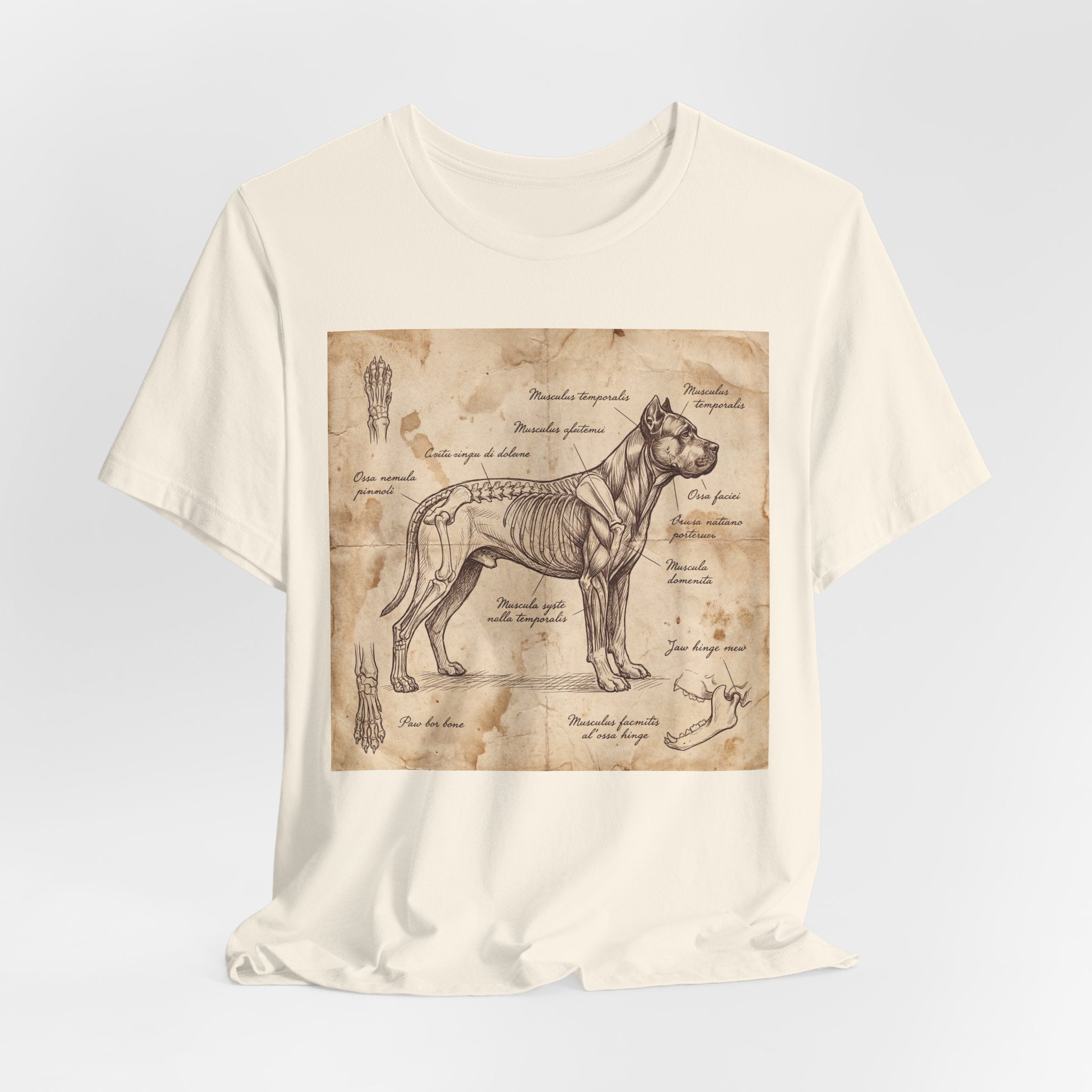 Da Vinci Style Cane Corso T-Shirt — Anatomical Parchment Art Print