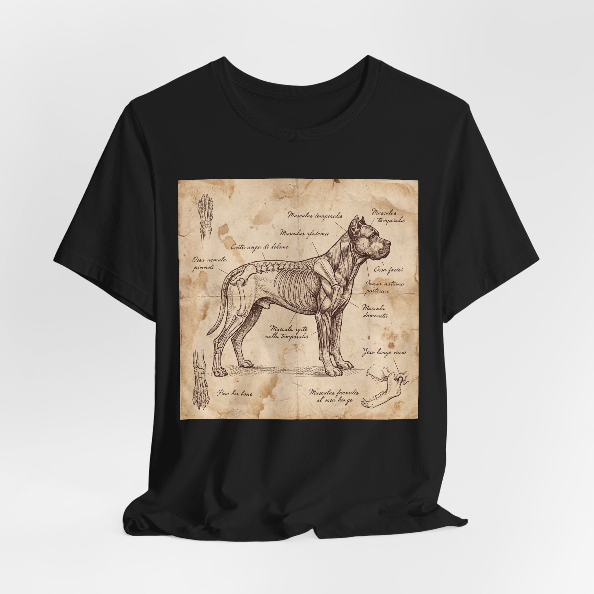 Da Vinci Style Cane Corso T-Shirt — Anatomical Parchment Art Print