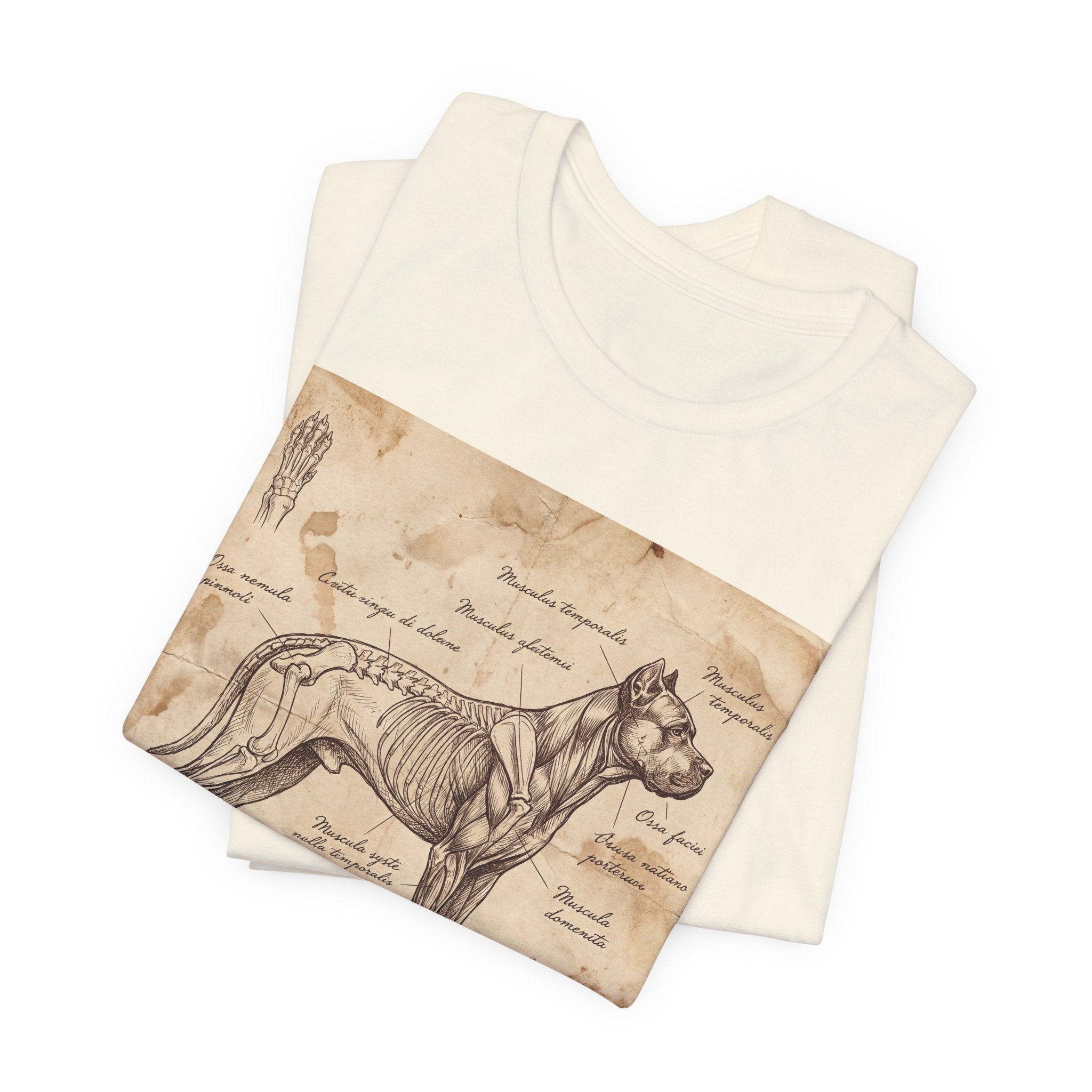 Da Vinci Style Cane Corso T-Shirt — Anatomical Parchment Art Print